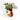 Søpapegøje vægvase detalje nærbillede
