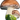Svampkrok