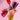 Paradise vinglas - set om 2