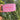 Chardognay madskål i metal, pink – GiftCompany