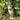 Millie kattvas i stengods – Quail