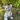 Porcelansfigur tigerunge – 31 cm