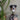 Australisk herdehundskrok