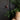 Karl Johan skabsgreb i træ – Wildlife Garden