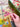 Blossom detalje 8
