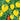 Citronträdgård poster - flera storlekar. (A39, A169, A1139)
